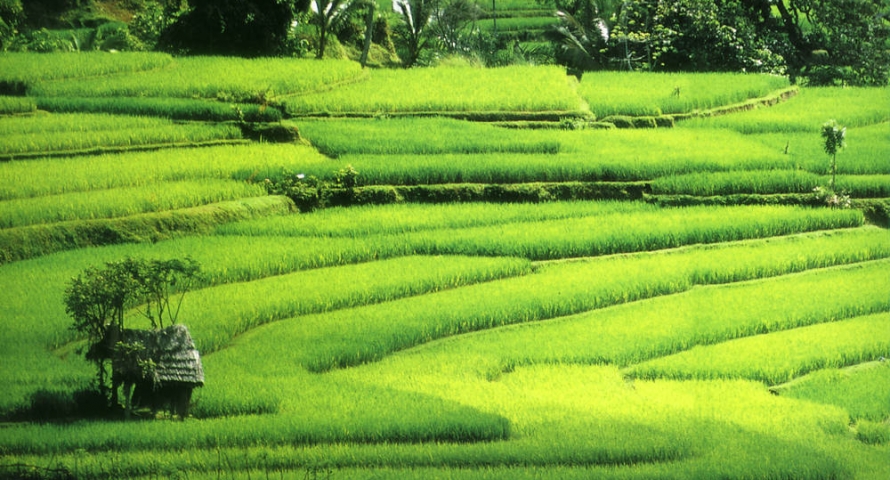 Bijzondere rondreis Bali