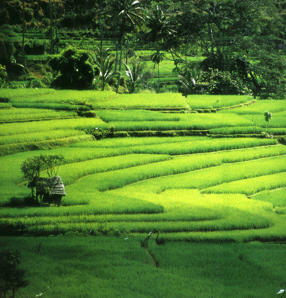 Bijzondere rondreis Bali