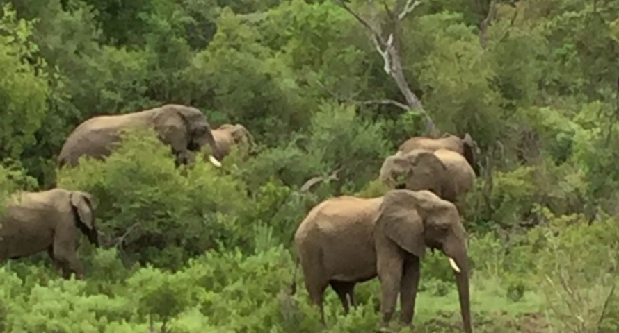 zuid-afrika olifanten 2