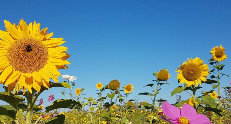 Zaterdag opening zomer