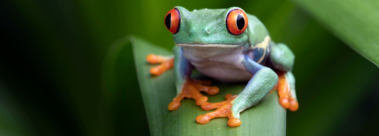 Red-eyed,Tree,Frog,Closeup,On,Green,Leaves,,Red-eyed,Tree,Frog